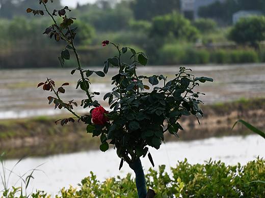 25/06/24随拍（个人主页-ZNzIxMzE2MjA=） - 风光摄影 - 站酷设计师熹梧原创素材 - 站酷ZCOOL