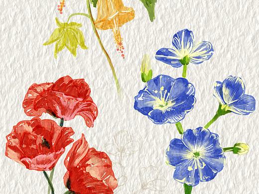 Procreate绘画—花卉练习