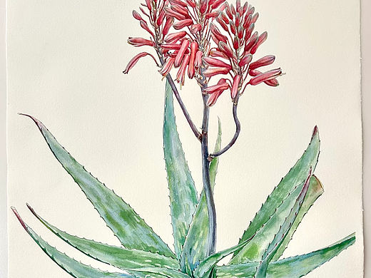 库拉索芦荟水彩画