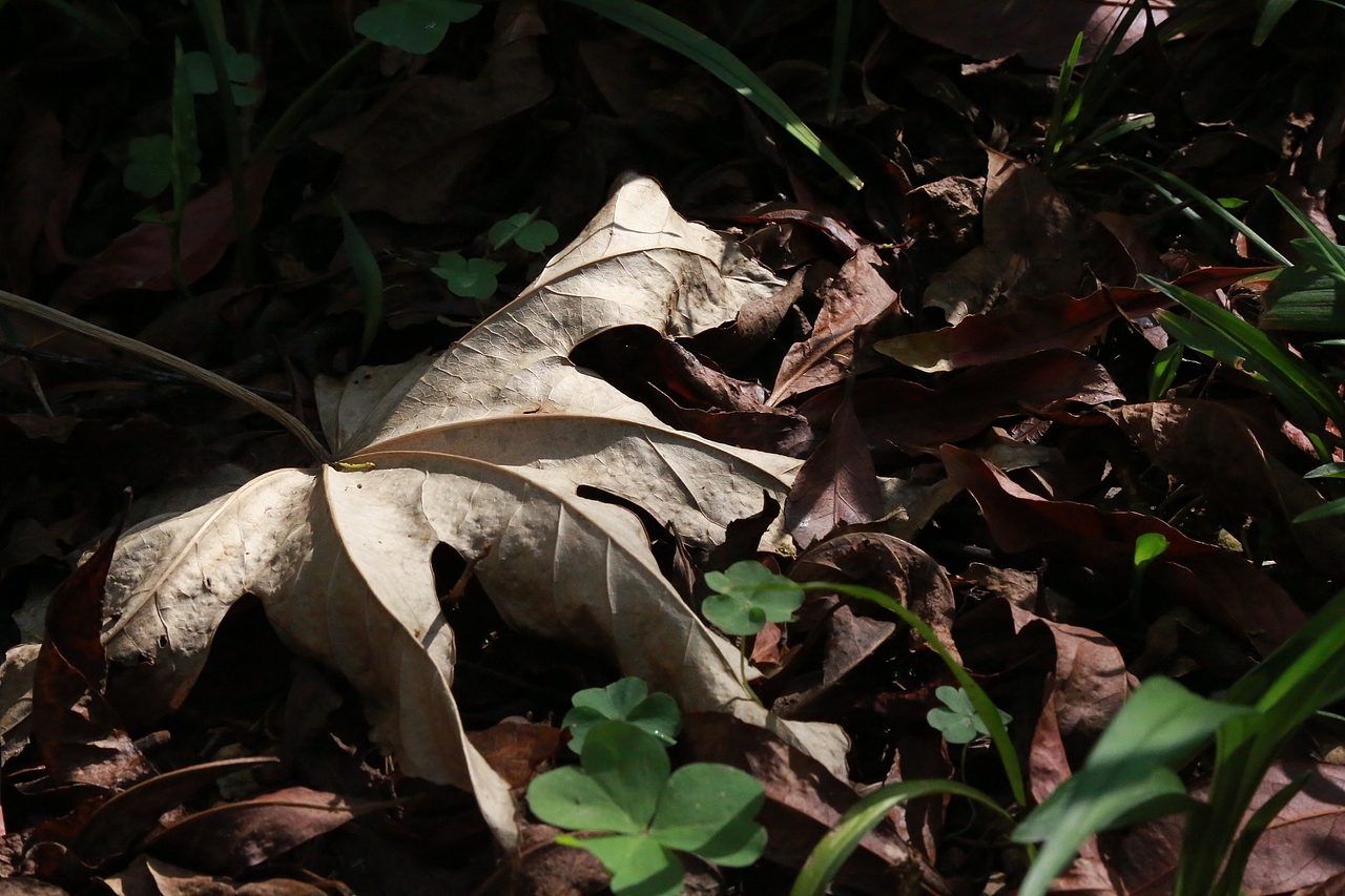 新旧交叠（图ZMzkyNzAyMDg4） - 风光摄影 - 站酷设计师SDCANDYLU原创素材 - 站酷ZCOOL