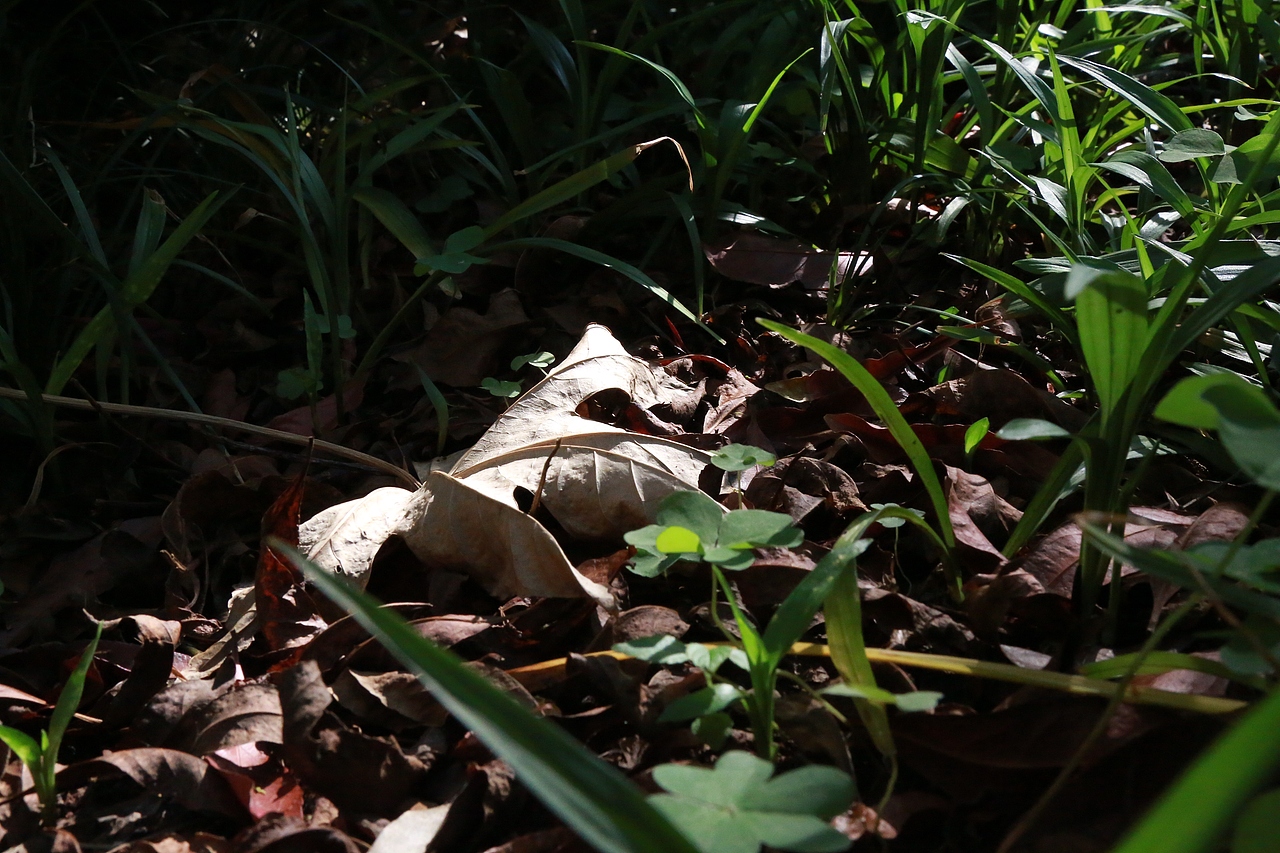 枯木逢春（图ZMzkyNzAyMjY4） - 风光摄影 - 站酷设计师SDCANDYLU原创素材 - 站酷ZCOOL