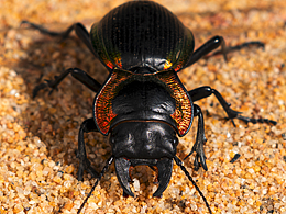 昆虫分享-红缘蝼步甲