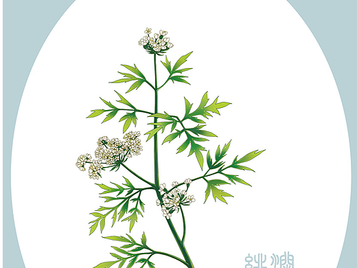 中草药系列《蛇床子》