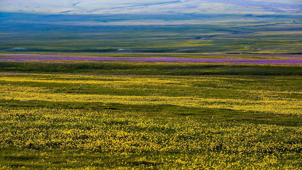 赛里木湖初夏风光