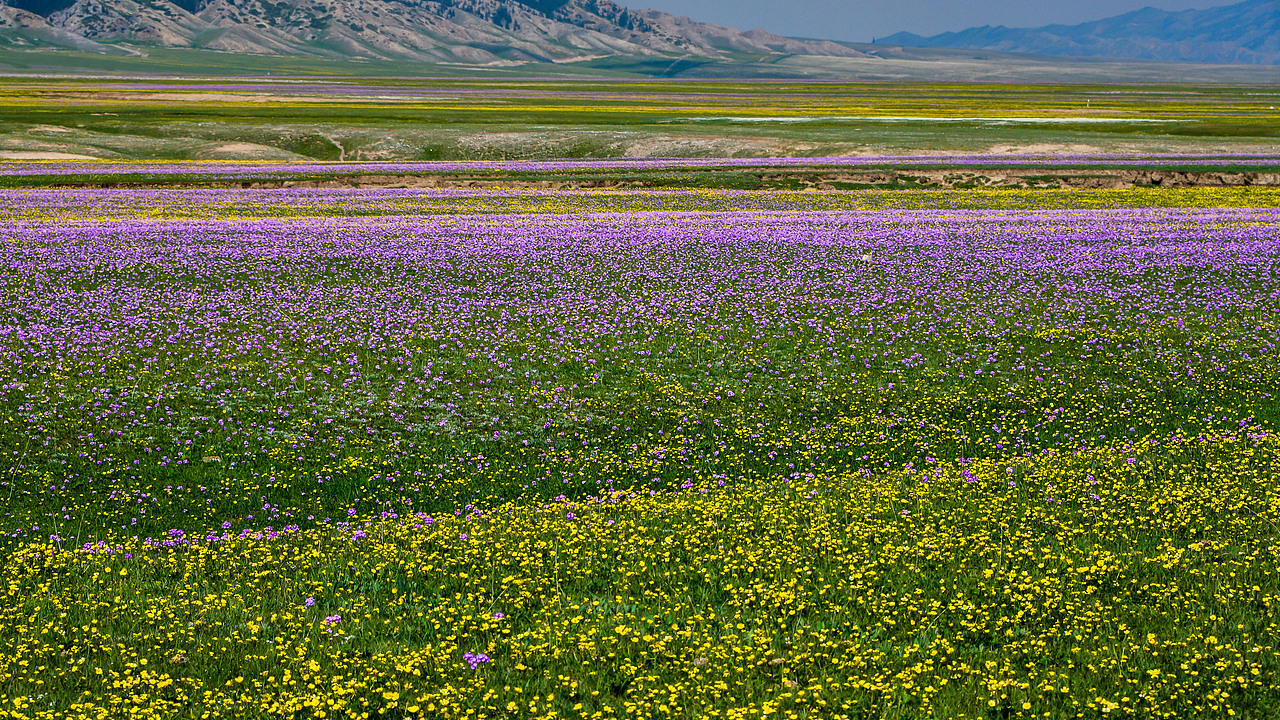 赛里木湖初夏风光
