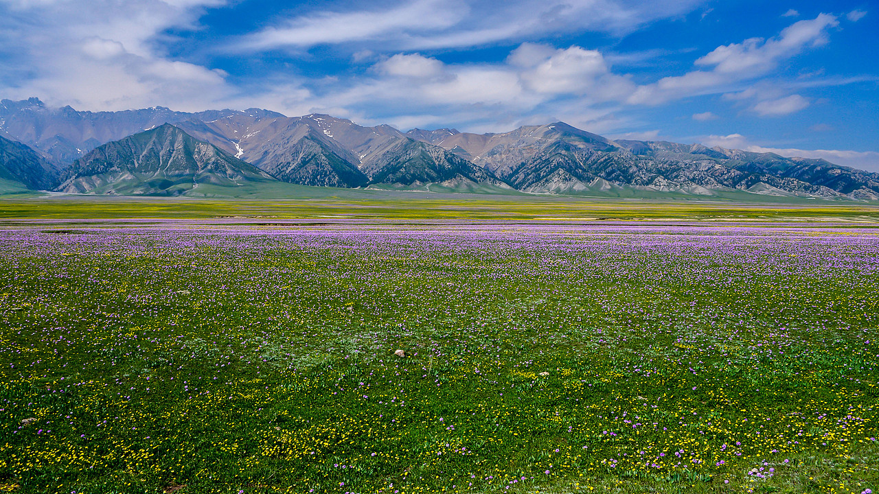 赛里木湖初夏风光