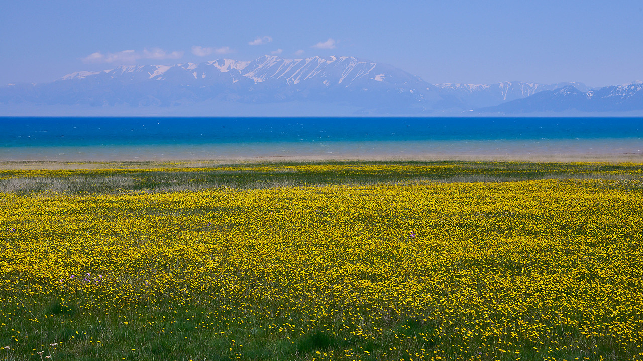 赛里木湖初夏风光