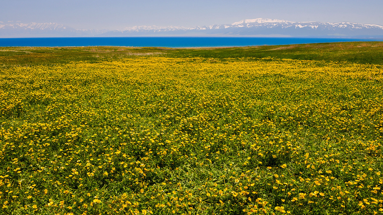 赛里木湖初夏风光