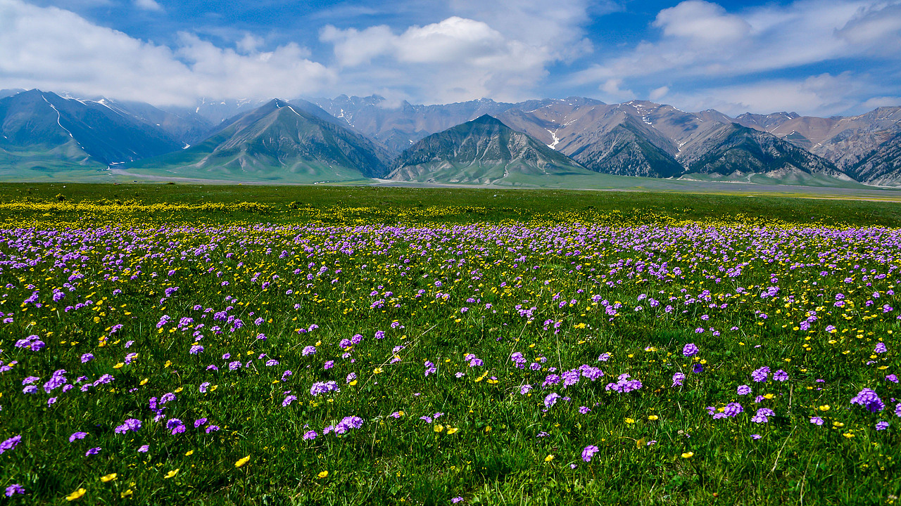 赛里木湖初夏风光