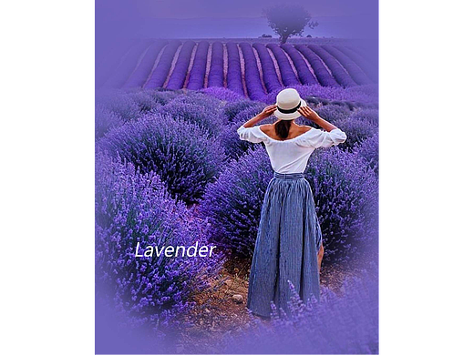 9.薰衣草海报