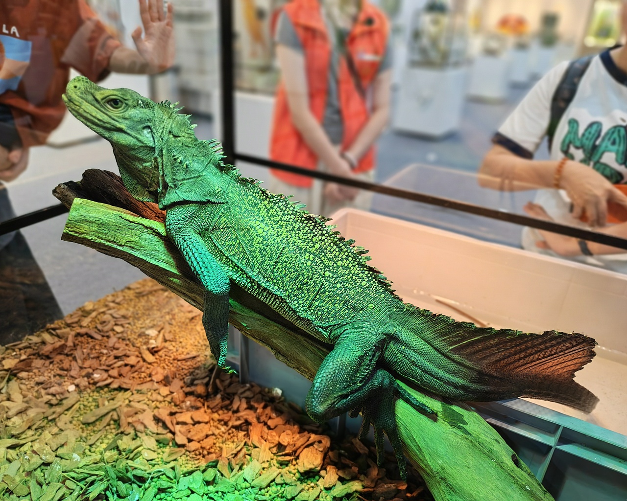 有种帅叫斑帆蜥蜴（图ZMzkyODM1MjEy） - 宠物摄影 - 站酷设计师怪秀原创素材 - 站酷ZCOOL