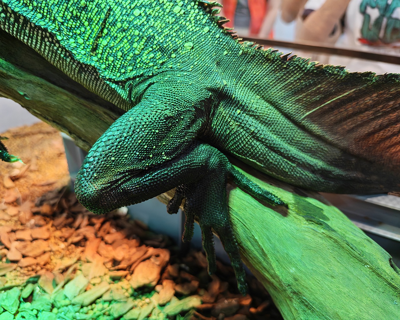 有种帅叫斑帆蜥蜴（图ZMzkyODM1MjA0） - 宠物摄影 - 站酷设计师怪秀原创素材 - 站酷ZCOOL