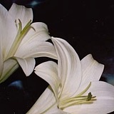 六一七ate的头像