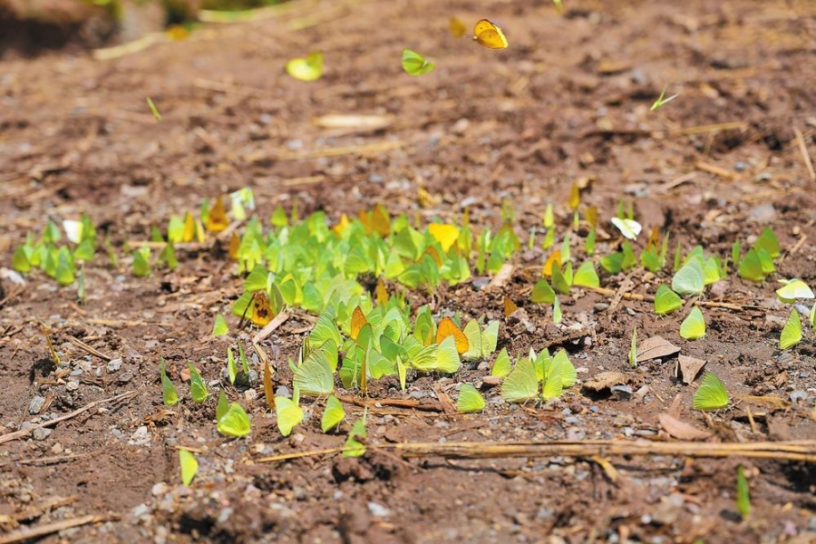 玉溪元江“蝴蝶大爆发”迎来最佳观赏季