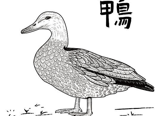 矢量版画鸭