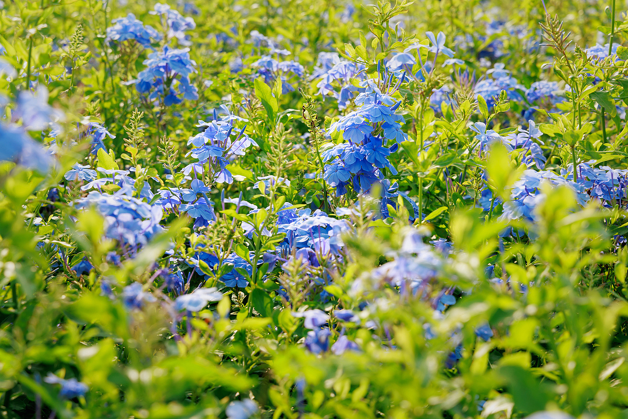 深圳陌上花爱情公园 2025