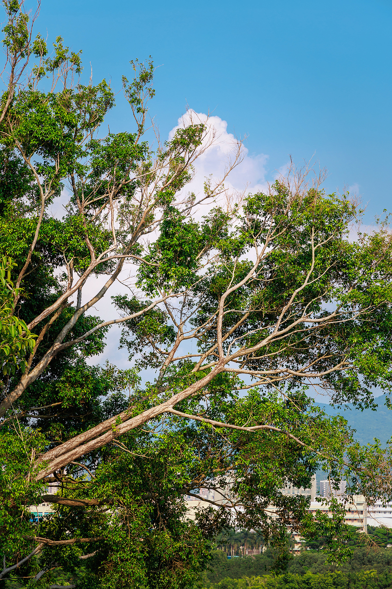 深圳陌上花爱情公园 2025