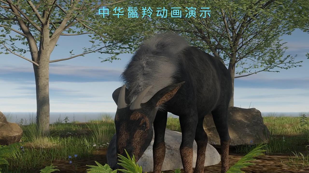 中华鬣羚建模材质动画