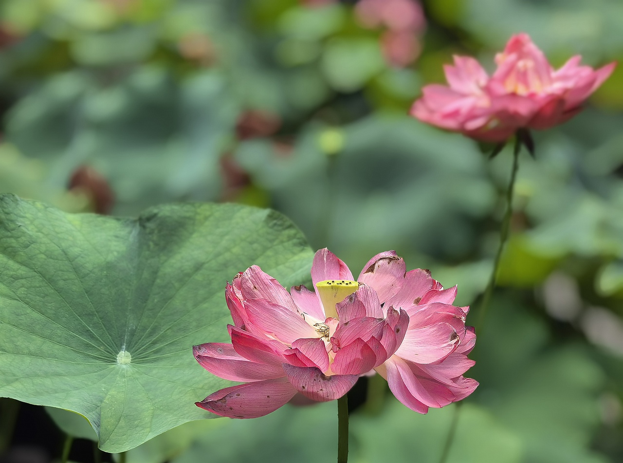 夏日荷花（图ZMzkzMjAxNTY4） - 风光摄影 - 站酷设计师靳航宇原创素材 - 站酷ZCOOL