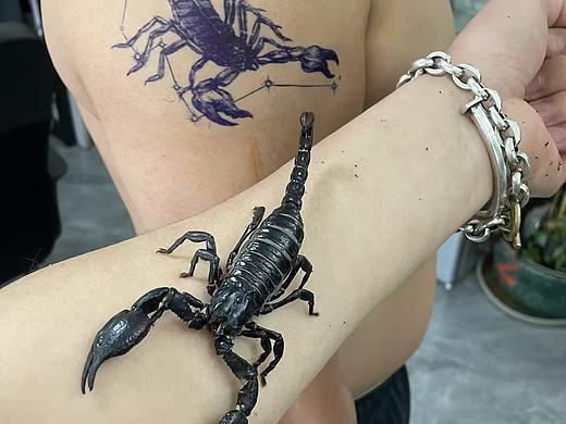 天蝎座紋身（個人主頁-ZNzIxOTU5NzI=） - 繪畫 - 站酷設(shè)計師DragonTattoo大龍原創(chuàng)素材 - 站酷ZCOOL