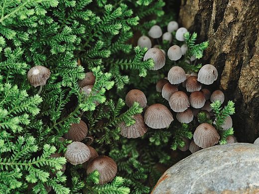 蘑菇，苔藓，石头，树桩
