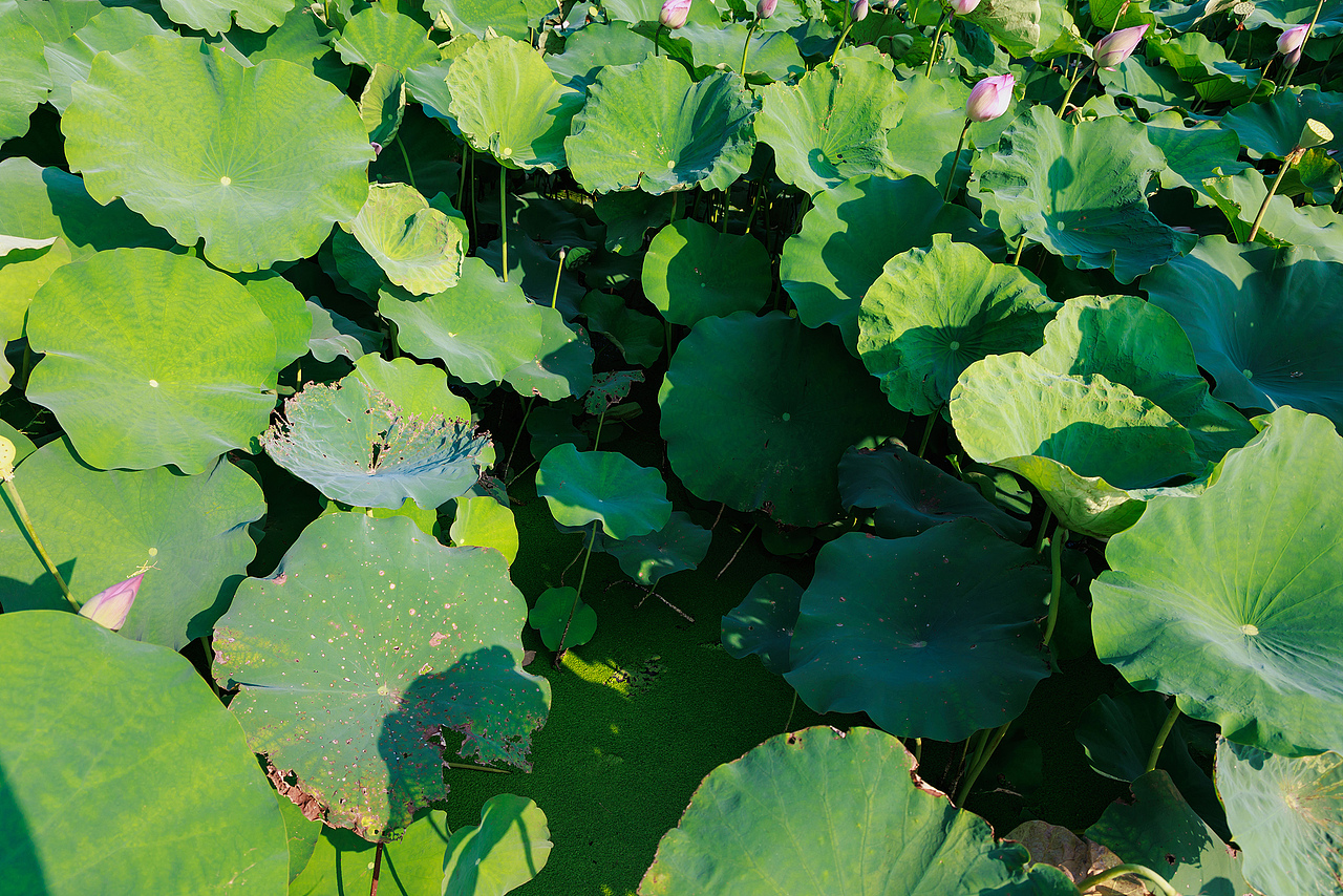 ‌"圳"当夏——深圳城市荷塘视觉日记（图ZMzkzMjc1MjM2） - 风光摄影 - 站酷设计师摄影师杨涛原创素材 - 站酷ZCOOL