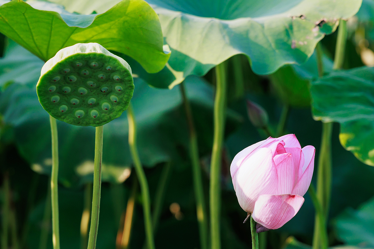 ‌"圳"当夏——深圳城市荷塘视觉日记（图ZMzkzMjc1MjYw） - 风光摄影 - 站酷设计师摄影师杨涛原创素材 - 站酷ZCOOL