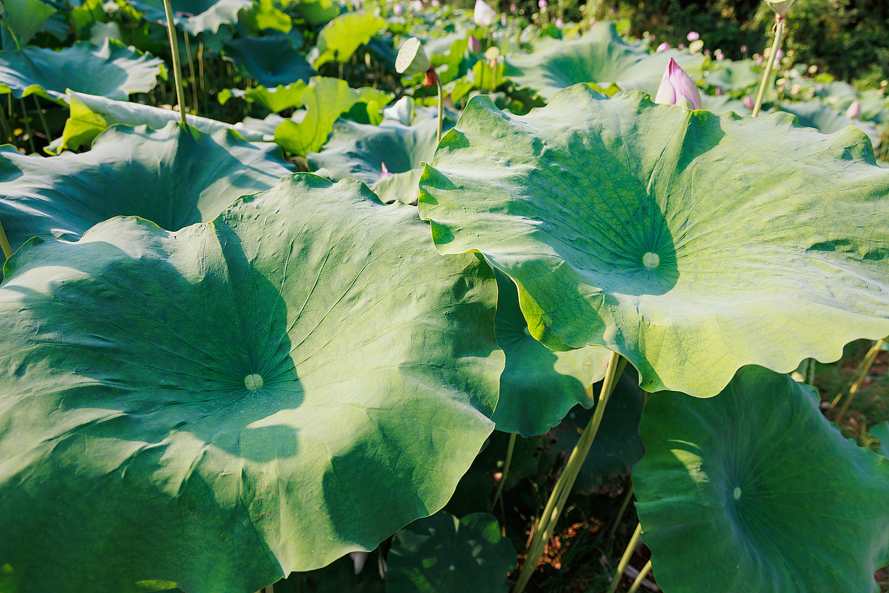‌"圳"当夏——深圳城市荷塘视觉日记（图ZMzkzMjc1MjU2） - 风光摄影 - 站酷设计师摄影师杨涛原创素材 - 站酷ZCOOL
