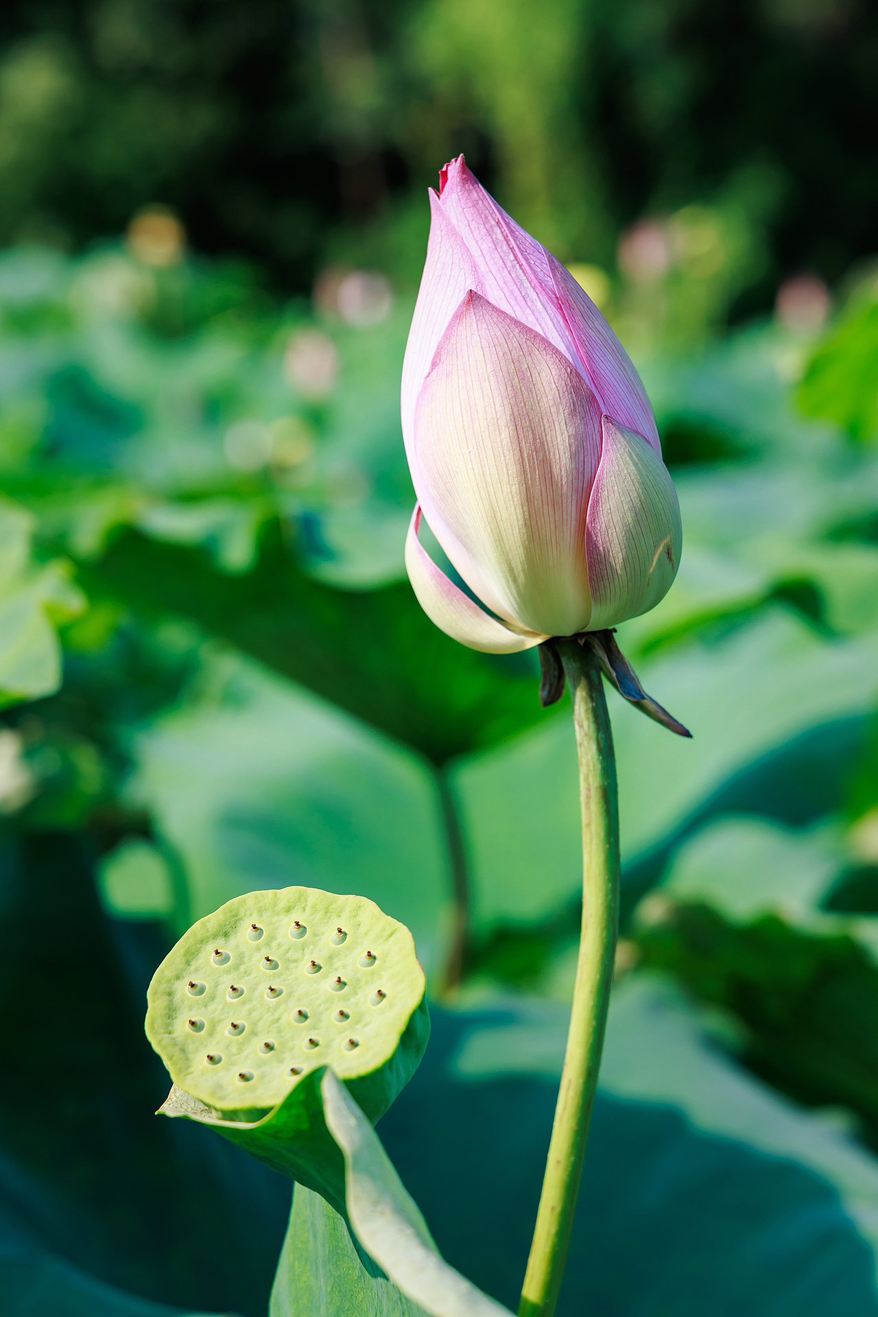 ‌"圳"当夏——深圳城市荷塘视觉日记（图ZMzkzMjc1Mjcy） - 风光摄影 - 站酷设计师摄影师杨涛原创素材 - 站酷ZCOOL
