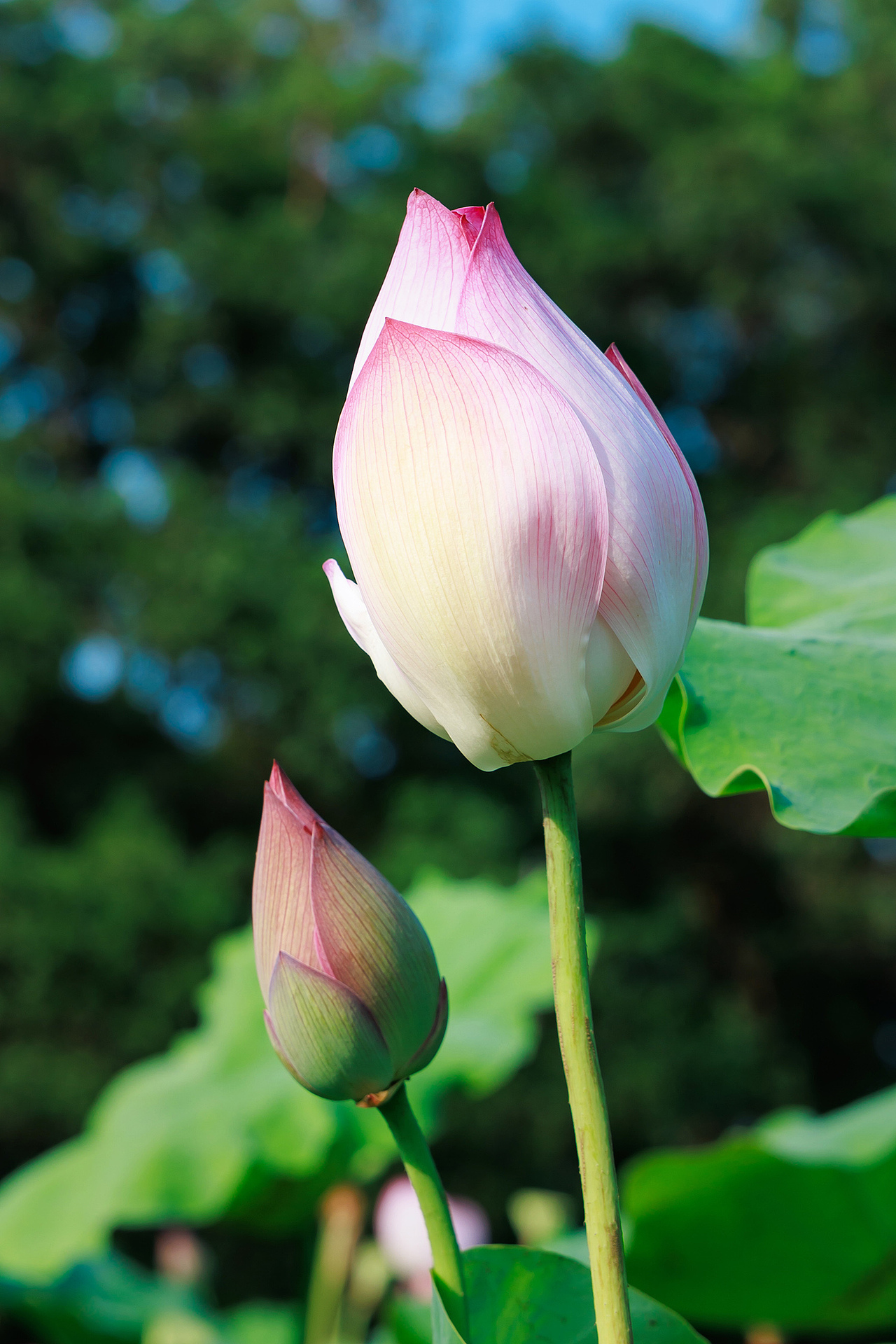 ‌"圳"当夏——深圳城市荷塘视觉日记（图ZMzkzMjc1MzAw） - 风光摄影 - 站酷设计师摄影师杨涛原创素材 - 站酷ZCOOL