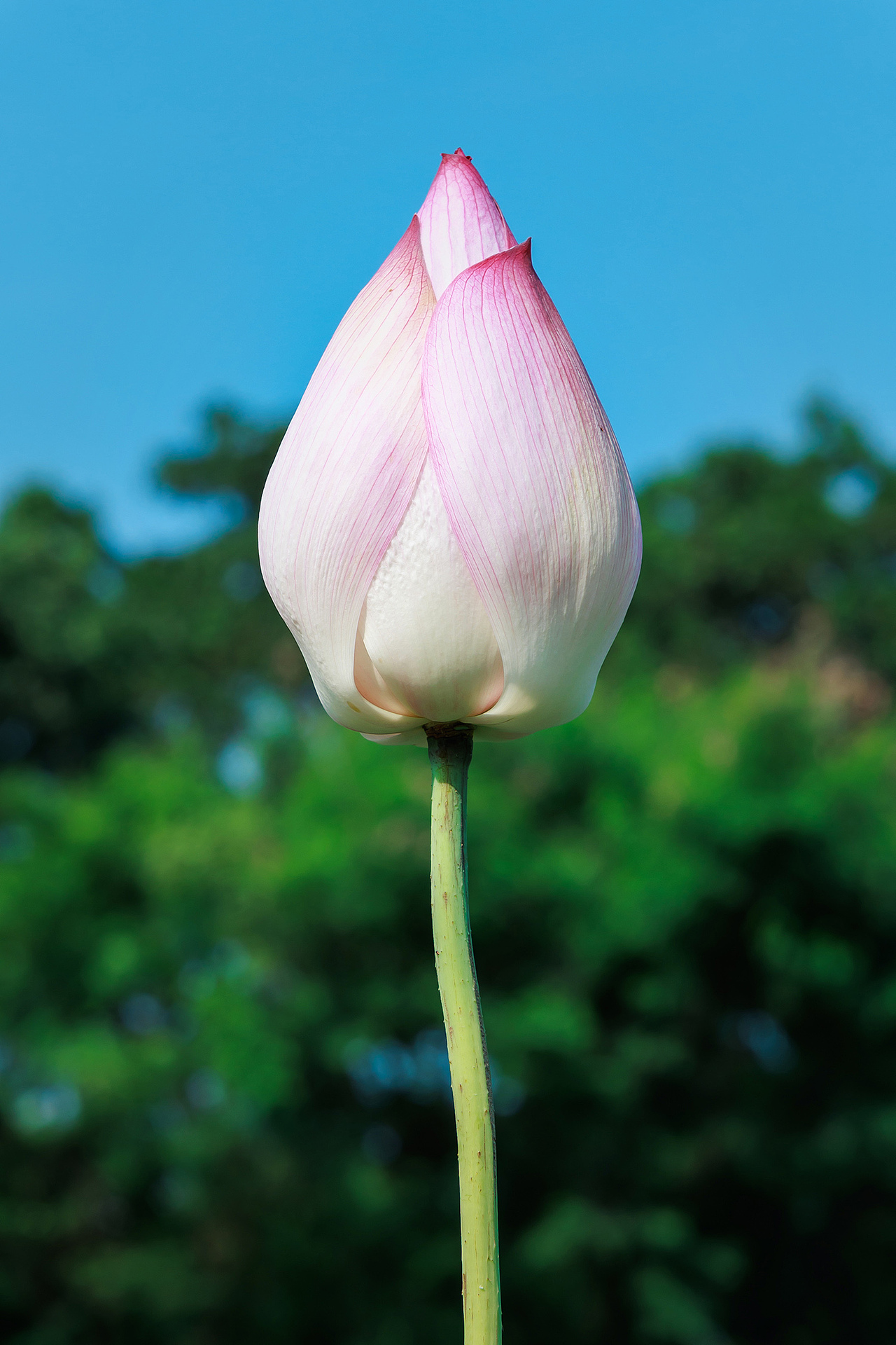 ‌"圳"当夏——深圳城市荷塘视觉日记（图ZMzkzMjc1Mjgw） - 风光摄影 - 站酷设计师摄影师杨涛原创素材 - 站酷ZCOOL