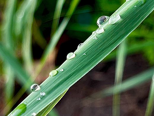 雨后