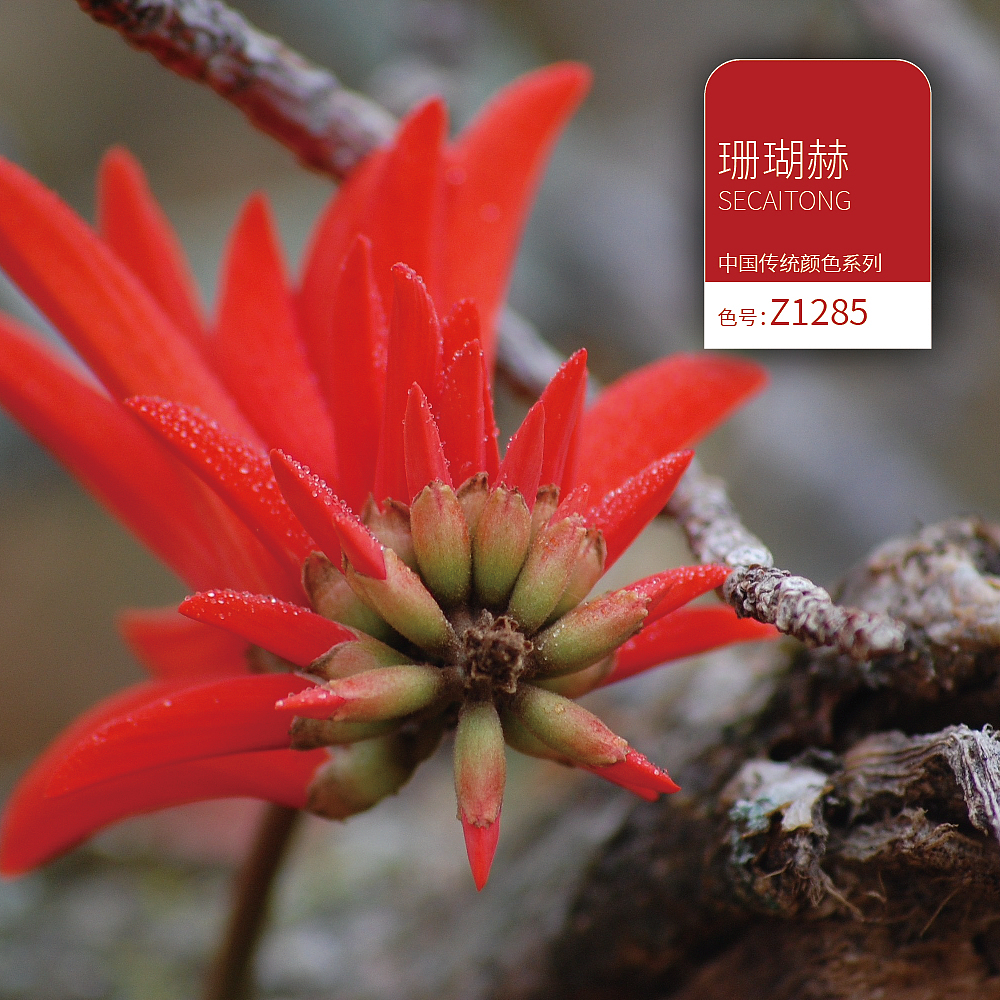 国潮标准色卡-珊瑚赫 色号-Z1285「色彩通」