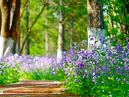 森林里的紫色花海