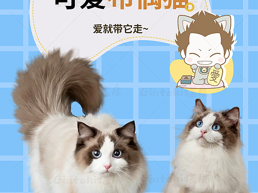 详情页（猫咪）