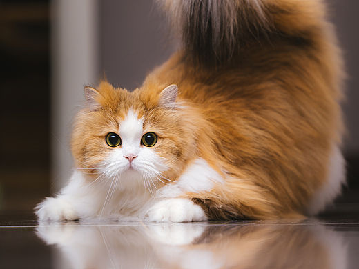 我飞了2000公里，只为拍到这只会发光的小猫