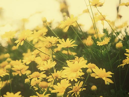 黄花赞