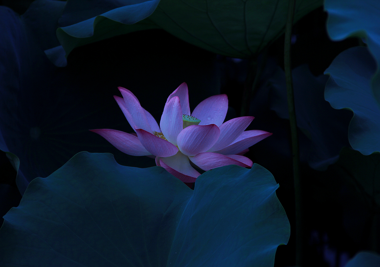 蓮花（圖ZMzkzNTE0OTM2） - 風(fēng)光攝影 - 站酷設(shè)計師愛攝影的L原創(chuàng)素材 - 站酷ZCOOL