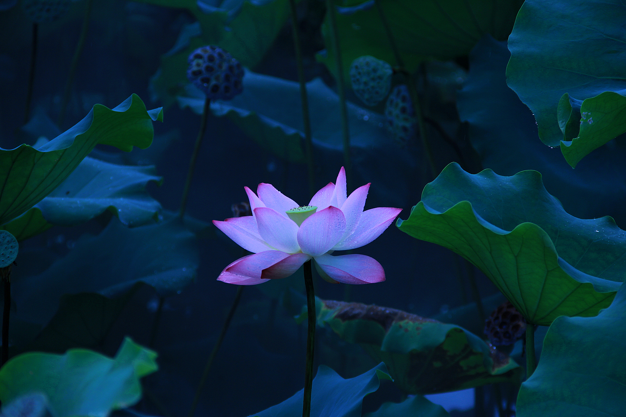 蓮花（圖ZMzkzNTE0OTUy） - 風(fēng)光攝影 - 站酷設(shè)計師愛攝影的L原創(chuàng)素材 - 站酷ZCOOL