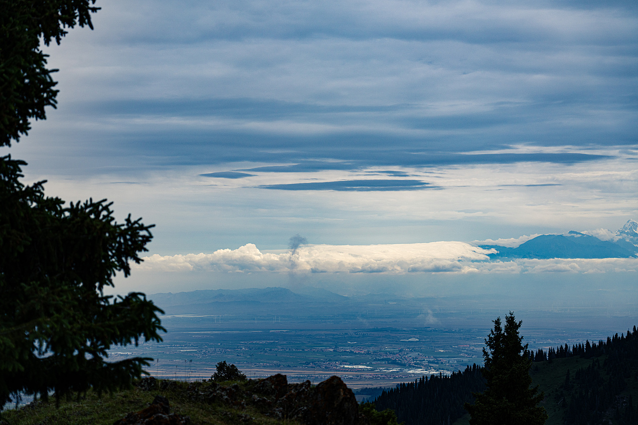缥缈峰中雪莲盛开