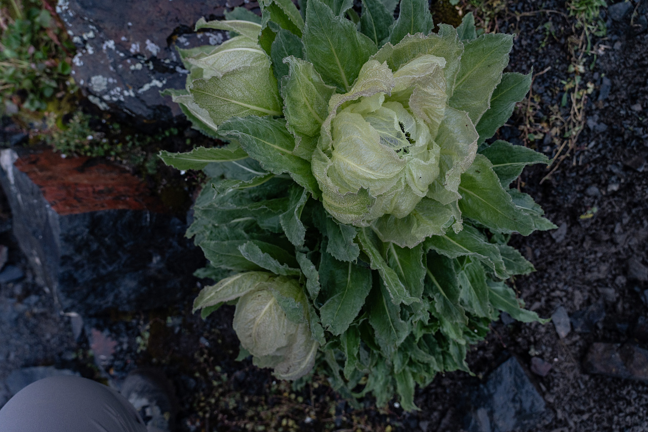 缥缈峰中雪莲盛开