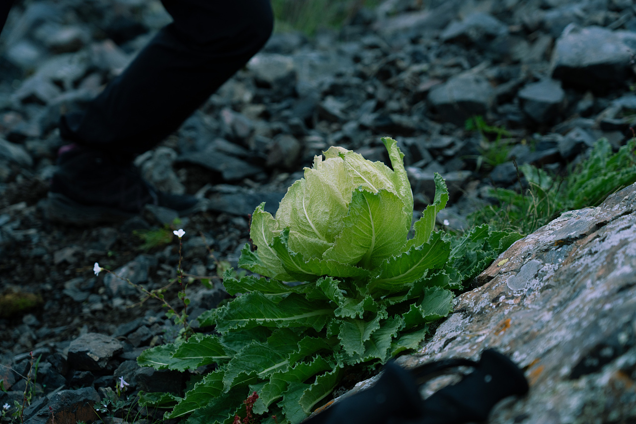 缥缈峰中雪莲盛开