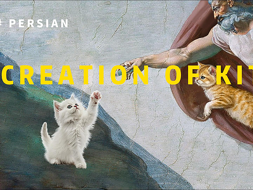 搞的就是艺术 | 上帝的猫奴日常