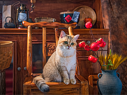 猫