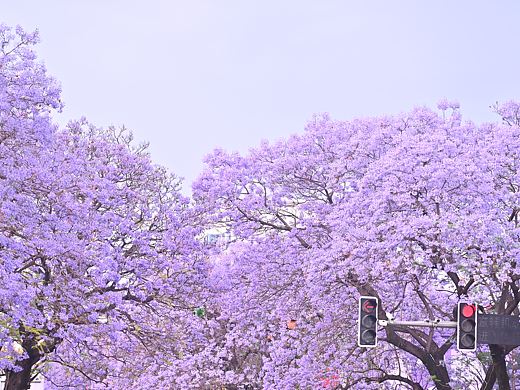西昌蓝花楹