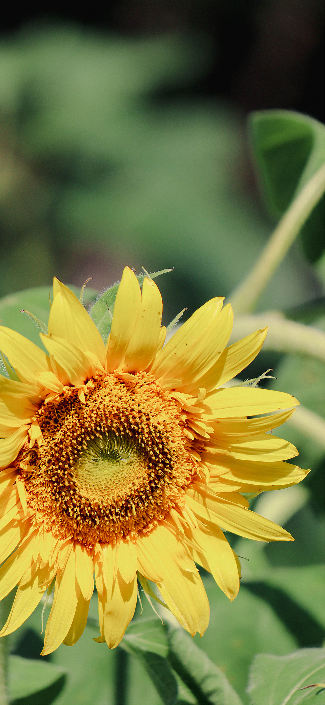 绿荫深处 夏风迟