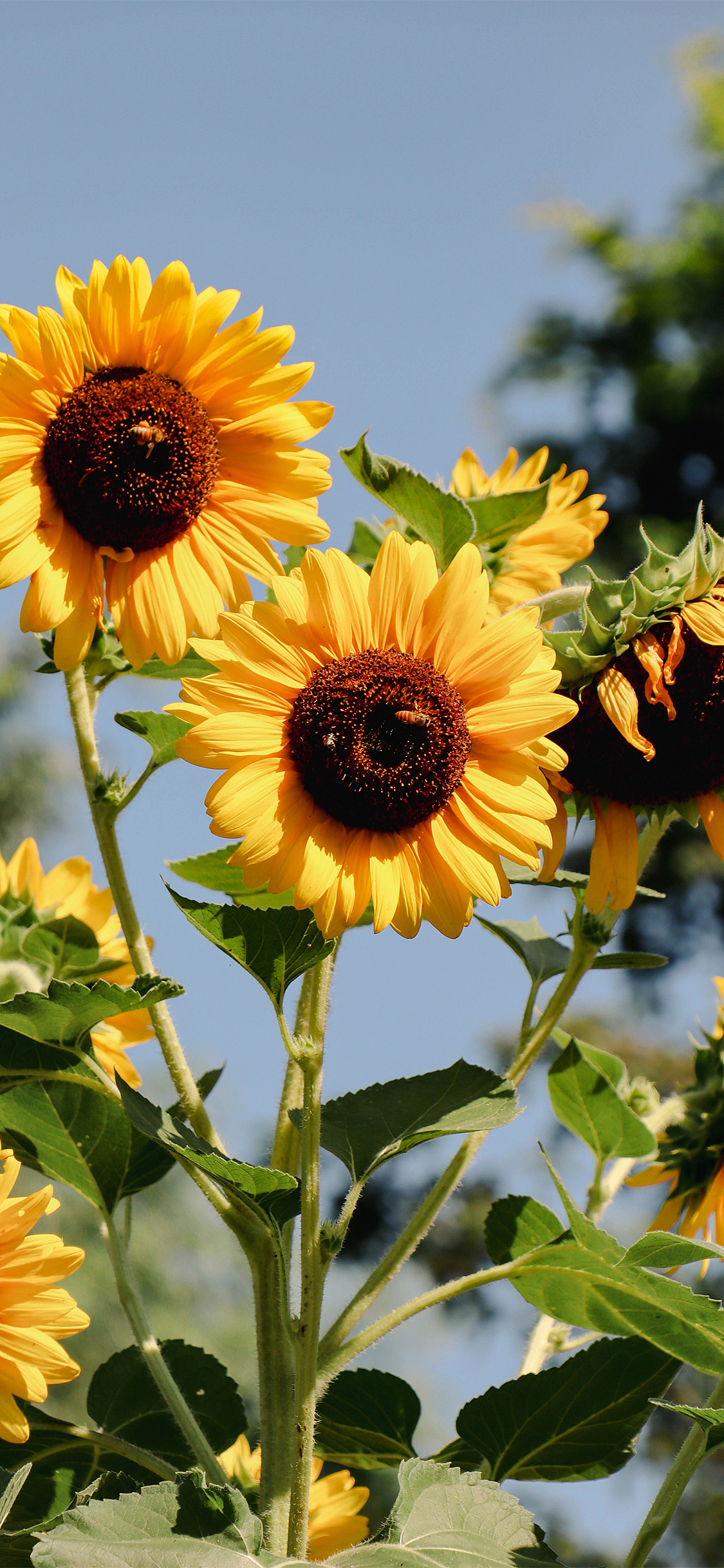 绿荫深处 夏风迟