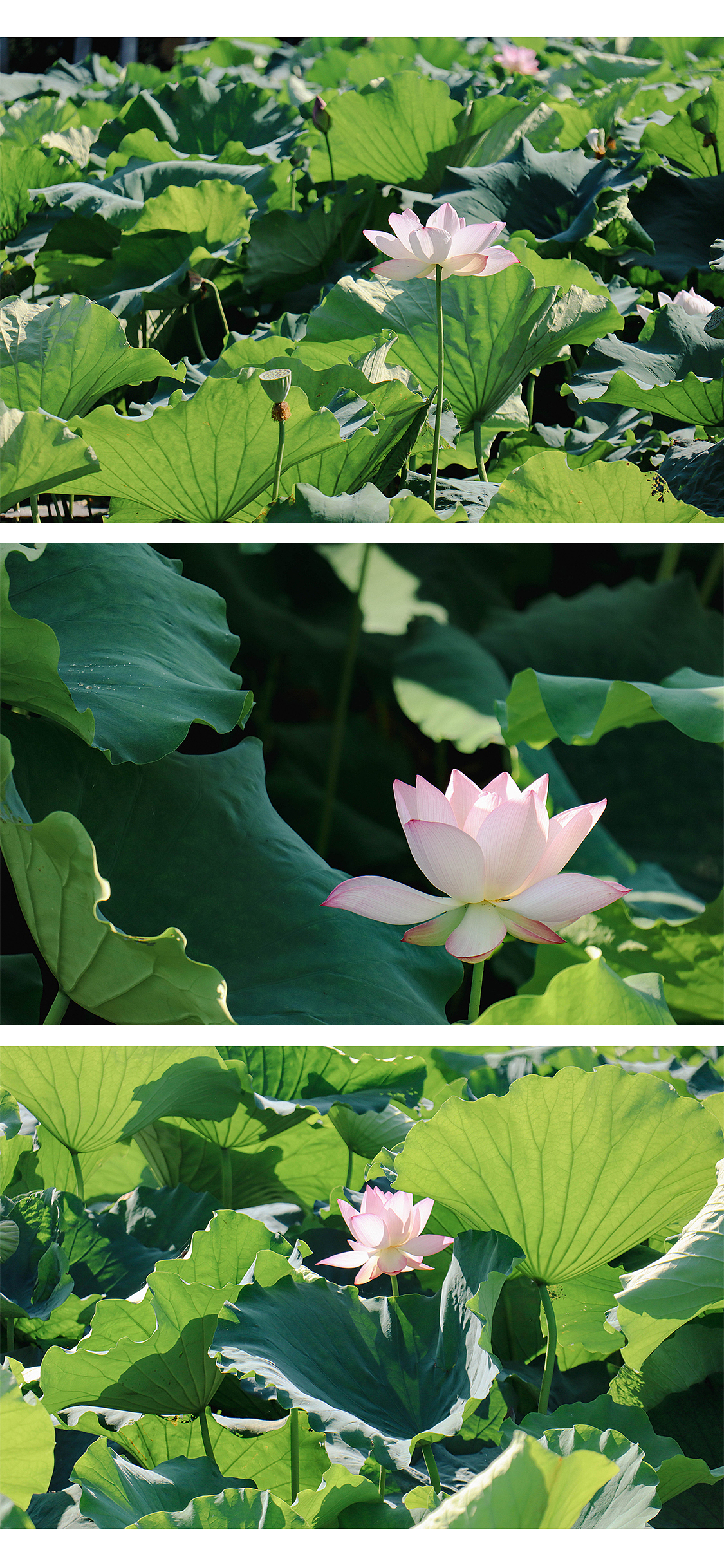 绿荫深处 夏风迟