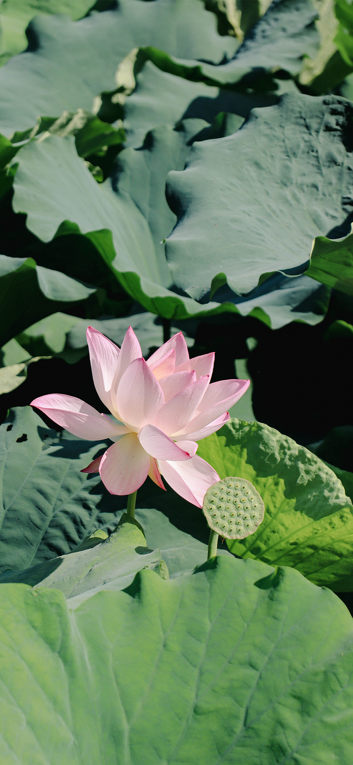 绿荫深处 夏风迟