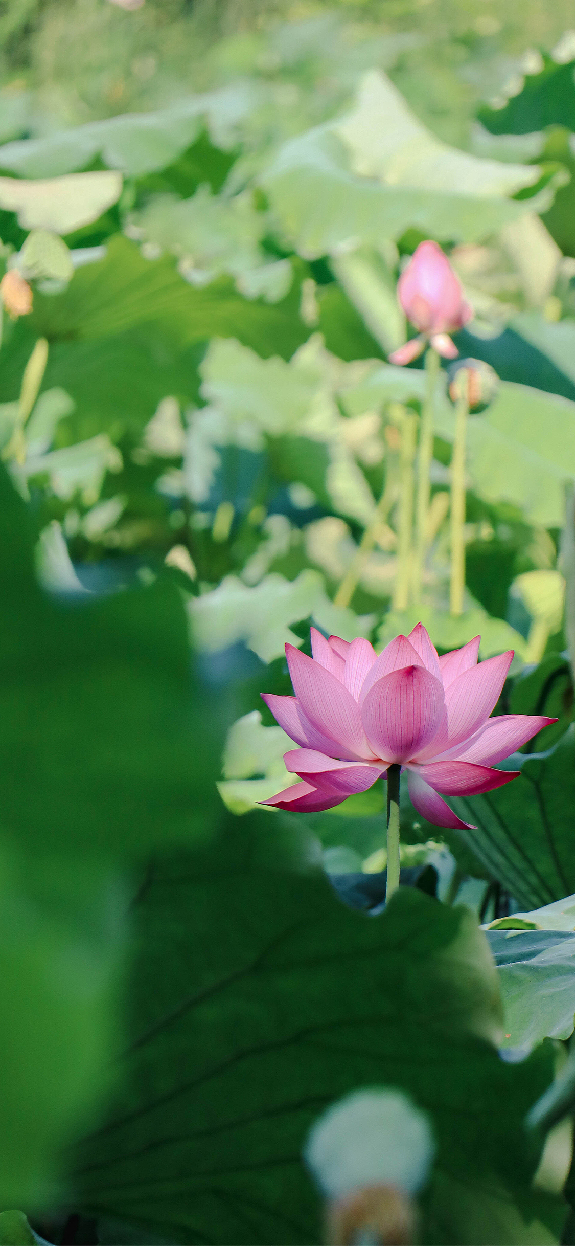 绿荫深处 夏风迟